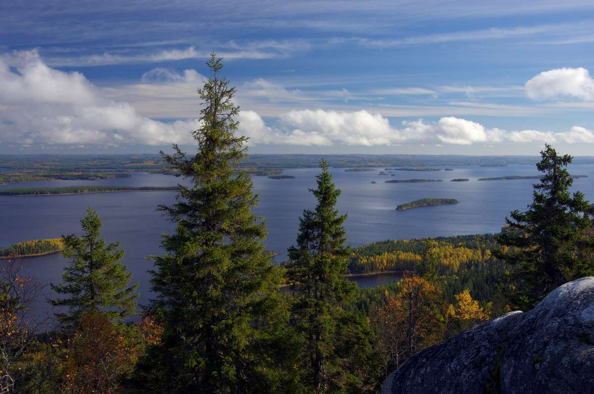 Spruce trees on Ukko-Koli hill overlooking lake Pielinen and its islands in Koli National Park, Finland