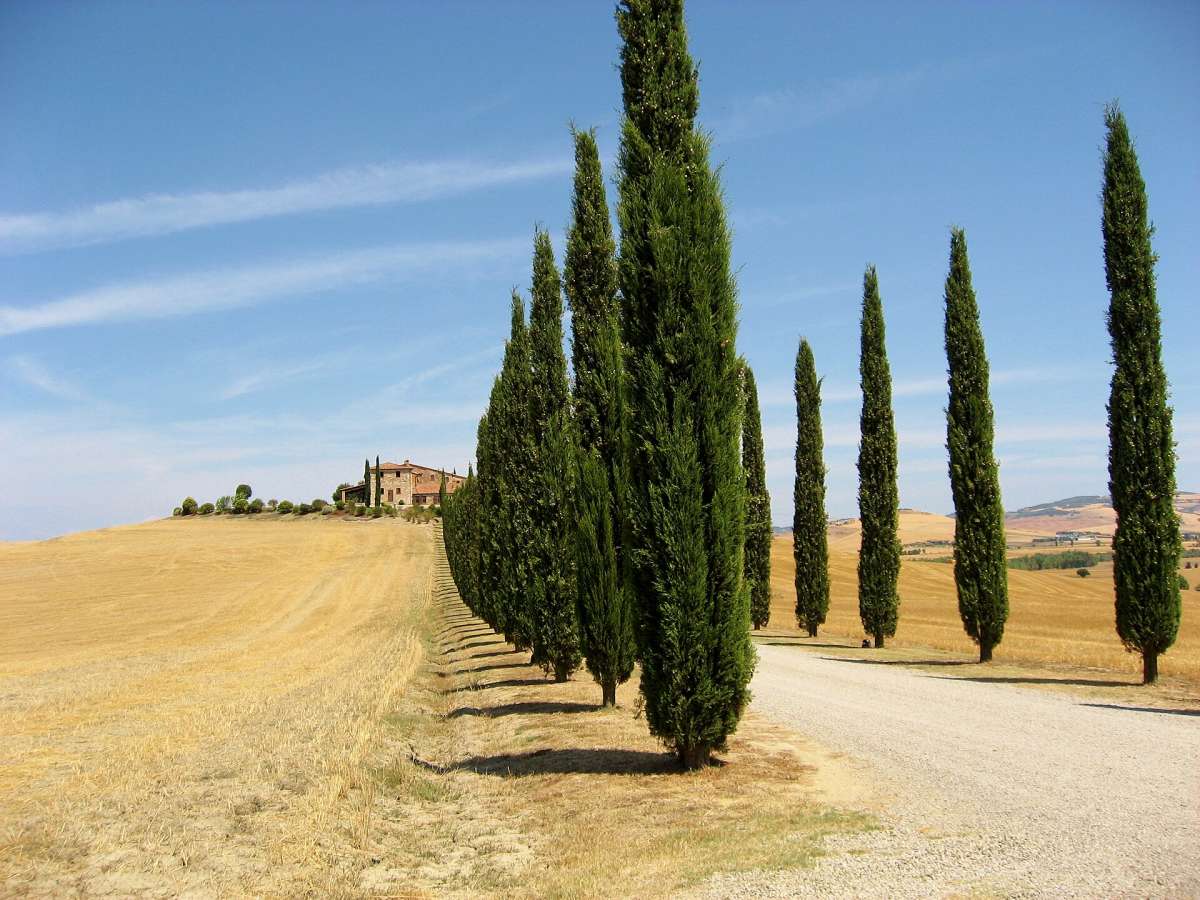 A row of cypress trees along a gravel road through golden fields to a farmhouse in the Val d'Orcia, Tuscany
